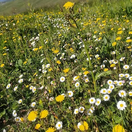ゲストハウス L'oasi Delle Crete Senesi *